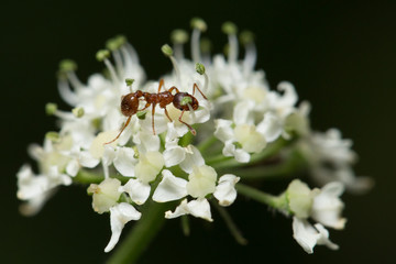 Fourmi sur une fleur