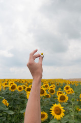 Girl holding camomile on the beautiful big sunflower field, sunny weather, summer time.