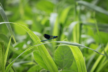 Caloptéryx éclatant (calopteryx splendens) dans un champ