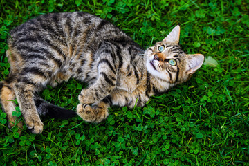 Naklejka na ściany i meble Cute cat on green grass
