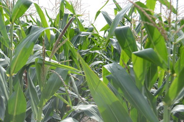 Corn field, ripening crop
