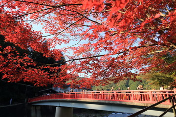 紅葉 香嵐渓