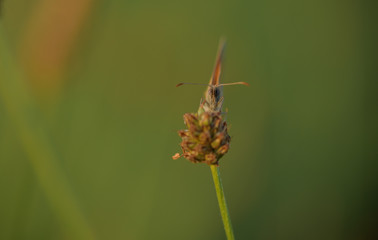 Schmetterling im Abendlicht