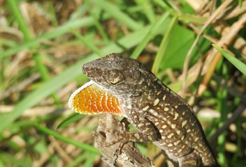 Tropical brown lizard in Florida wild, closeup 
