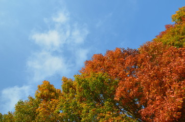 Fototapeta premium yellow, red, orange and green leaves of oak tree and blue sky with white clouds in autumn 