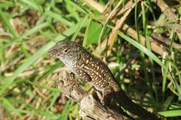 Tropical lizard on stump in Florida nature, closeup