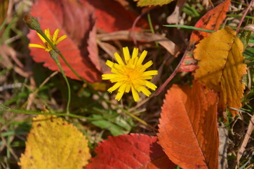 Beautiful yellow flower on the background of red, brown and yellow leaves and green grass. 