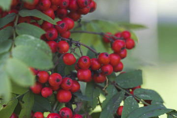 Autumn branches of mountain ash. Red mountain ash. Natural autumn background. Rowan.