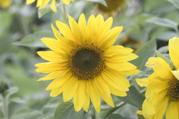 Obraz premium Yellow sunflower in an agricultural field in summer. Sunflower in the morning sun in a park.