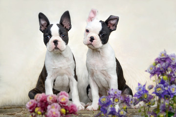 Two cute young puppies Boston Terrier dogs, also called Boston Bulls, black with white markings, sitting side by side 