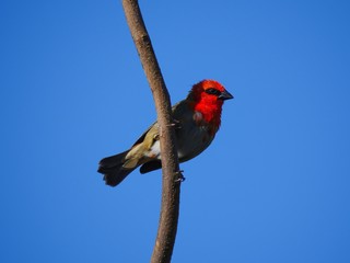 Red Bird Over Blue Sky