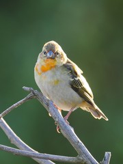 Yellow Bird from Mauritius