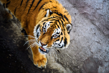 Beautiful Amur tiger