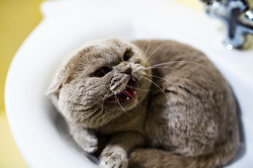 Angry cat © The Len