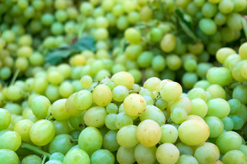 Green Grape