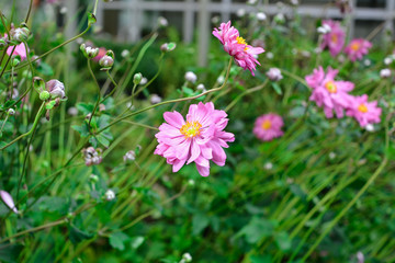 beautiful colored roses in the garden