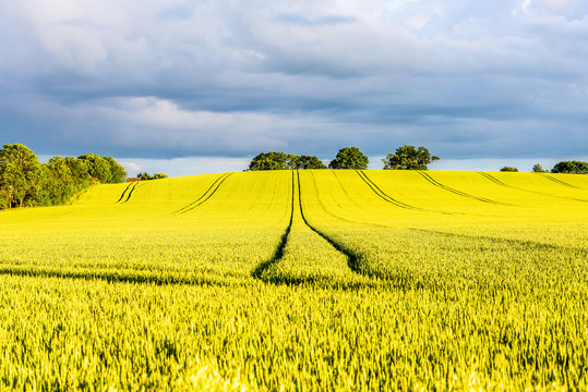 Hot Yellow Rapeseed Field On Sunset In England Uk