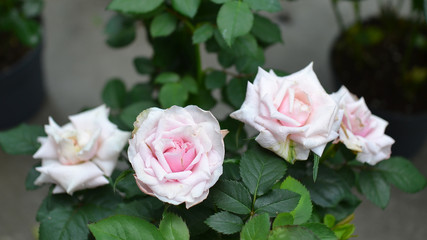 Beautiful pink climbing roses in spring in the garden