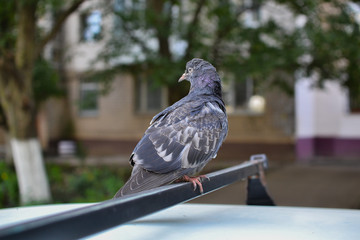  blue dove on a city street
