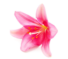 Fototapeta na wymiar Beautiful pink lily.