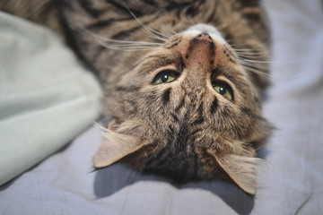 Beautiful cute cat portrait close up