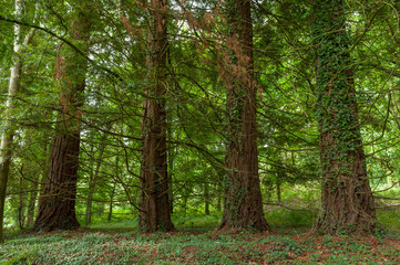 Fototapeta na wymiar Exmoor National Park: Dunster Forest