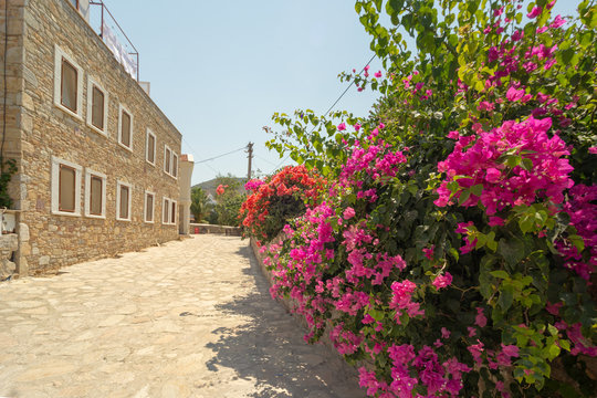 Bougainvillea Begonia flowers and old stone house on old datca street. Datca Peninsula at Mediterranean Region.