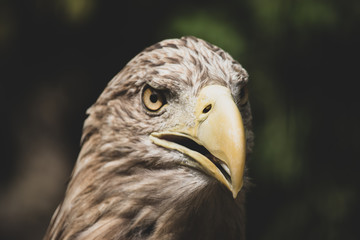 Portrait of eagle