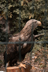 Obraz premium Brown and strong eagle