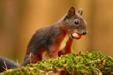 Eichhörnchen