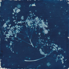 Cyanotype seedheads