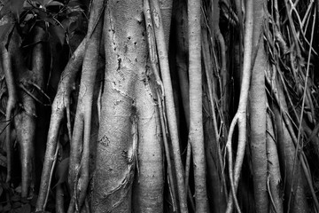 Obraz premium Root trees in black and white tone
