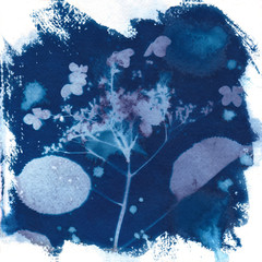 Cyanotype hydrengea