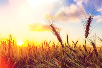 Sun Shining over Golden Barley / Wheat Field at Dawn / Sunset