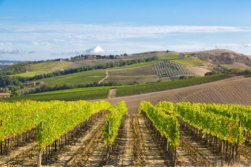 Fototapeta na wymiar Autumn rural landscape with vineyards in Tuscany, Italy