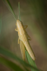 Criquet sur un brin d'herbe