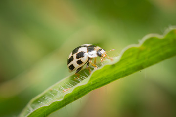Coccinelle à 14 points sur une feuille
