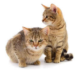 Two brown house cats.