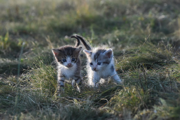 Naklejka na ściany i meble Two little kittens in the green grass. Little kitties play outside