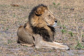 Lions resting in Okavango