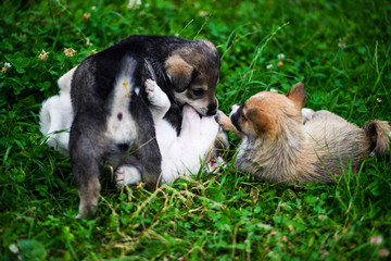 Naklejka na ściany i meble Cute puppy on green grass