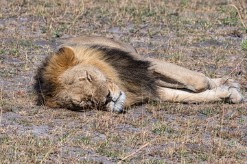 Lions resting in Okavango