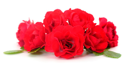 Red beautiful roses.