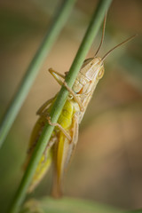 Criquet sur un brin d'herbe