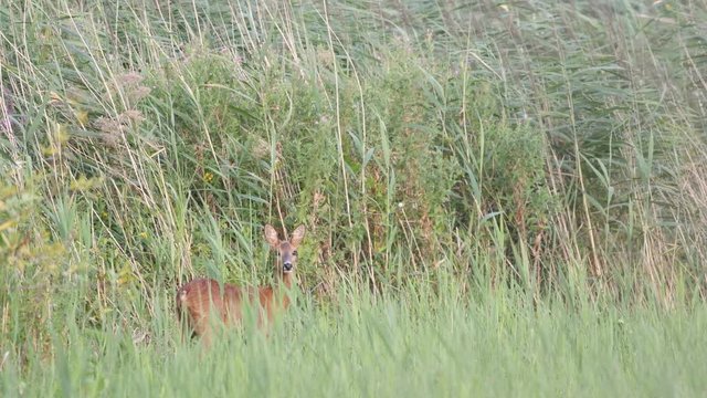 Wild Roe Deer in a field during a summer evening in the IJsseldelta near Kampen in The Netherlands.