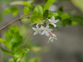 White Karanda flowers