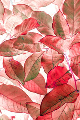Red pink leaves floral pattern vertical watercolor style background