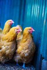 chicken on a farm