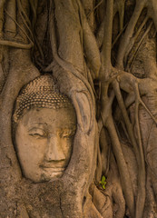 The head of the Buddha is buried in the banyan roots.