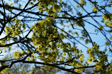 Spring Nature. Beautiful Landscape. Park with Green Grass and Trees.